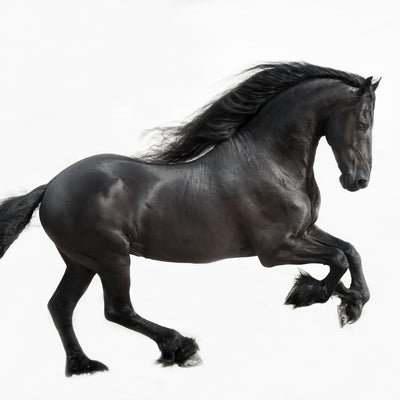"Black Marble" fine art photography by Carys Jones| Horse polo art gallery