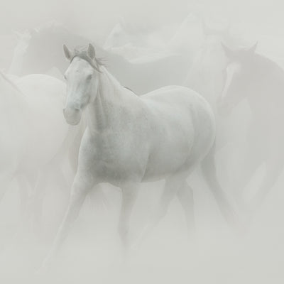 "Dust" fine art photography by Carys Jones| Horse polo art gallery