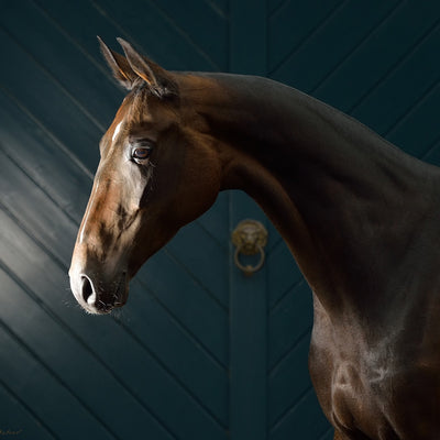 "Melissa" fine art photography by Artur Baboev | Horse polo art gallery