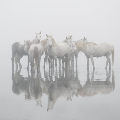 "Misty Morn" fine art photography by Carys Jones | Horse polo art gallery