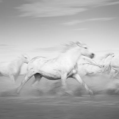 "Slow Camargue I" fine art photography by Carys Jones | Horse polo art gallery