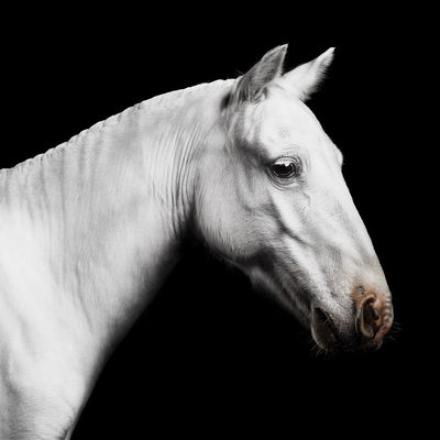 "Coconut" fine art equine photography by Ramon Casares | Horse polo art gallery | Equestrian print for sale