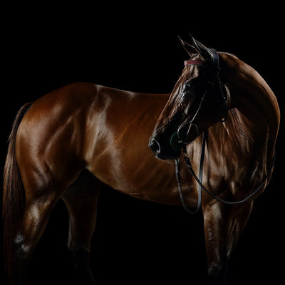 "La One N1" fine art equine photography by Ramon Casares | Horse polo art gallery | Print of horse for sale 
