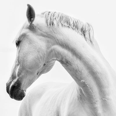 "Majestic neck turn" fine art photography by Irina Kazaridi | | Horse polo art gallery | Horse print for sale