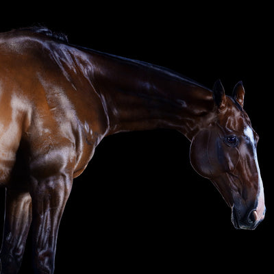 "Time to rest" fine art photography by Ramon Casares | Horse polo art gallery | Print of horses for sale 