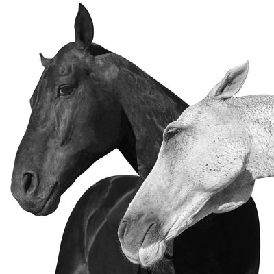 "Black and White" fine art photography by Irina Kazaridi | | Horse polo art gallery | Horses print for sale