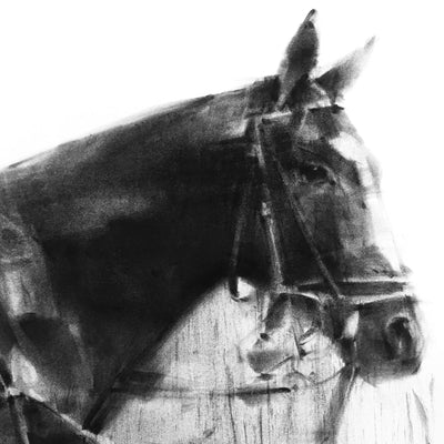 "Black pearl" charcoal on paper equine artwork by Tianyin Wang | Horse polo art gallery | Equestrian drawings for sale