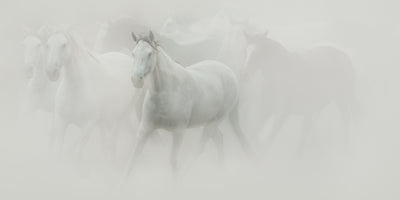 Dreamlike Equine Moments by Carys Jones (UK)