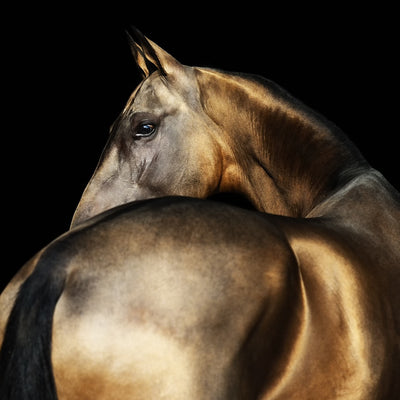 "Dagat" fine art photography by Artur Baboevs | Horse polo art gallery