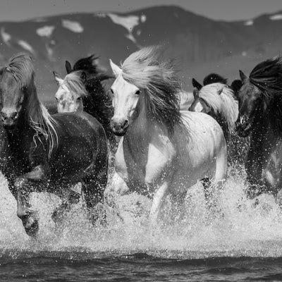 "Fjord Crossing" fine art photography by Carys Jones | Horse polo art gallery