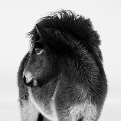 "Fluffy" fine art photography by Carys Jones | Horse polo art gallery