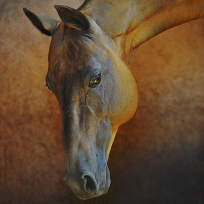 "Gyaurs" fine art photography by Artur Baboev | Horse polo art gallery
