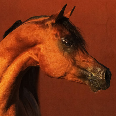 "Imperial Baareg" fine art photography by Artur Baboev | Horse polo art gallery