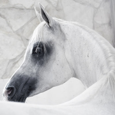 "Narida" fine art photography by Artur Baboev | Horse polo art gallery
