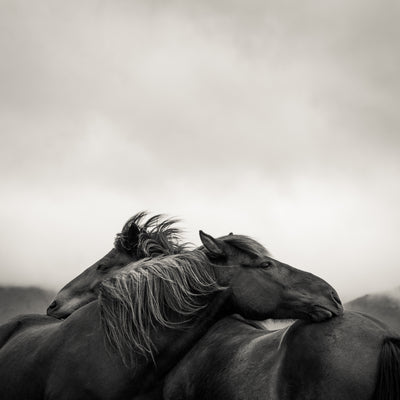 "Scratch" fine art photography by Carys Jones | Horse polo art gallery