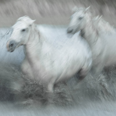 "Slow Camargue II" fine art photography by Carys Jones | Horse polo art gallery