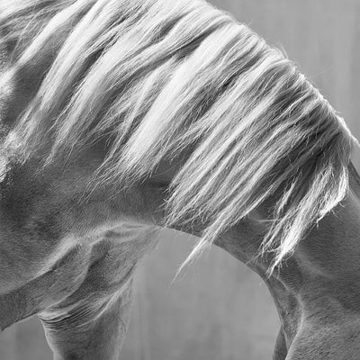 "Arabian Horse’s neck" fine art photography by Irina Kazaridi | | Horse polo art gallery | Horse print for sale
