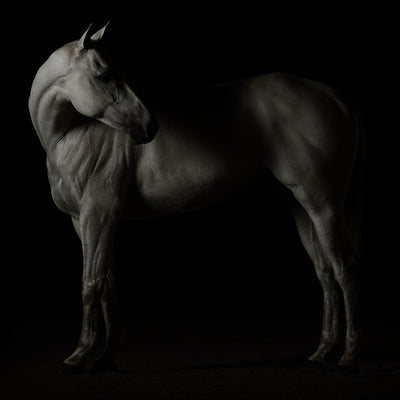 "Codiciado" fine art equine photography by Ramon Casares | Horse polo art gallery | Print of horse for sale