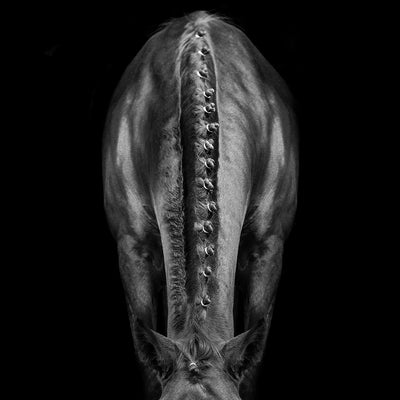 "Cheval Noir" fine art photography by Irina Kazaridi | | Horse polo art gallery | Luxury horse fine art collection