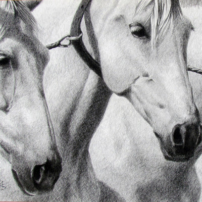 "Cobra II" conte pencil on paper horse drawing by Jesus Arnedo Bedoya | Horse polo art gallery | Equestrian art for sale