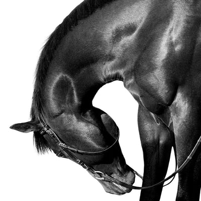 "Dagur, thoroughbred horse"  fine art photography by Irina Kazaridi | Horse polo art gallery | Horse print collection for sale
