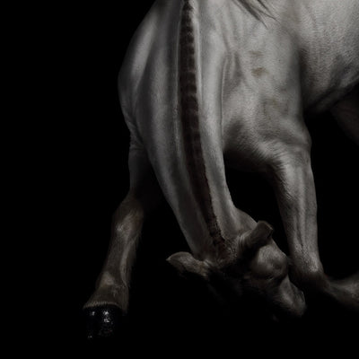 "Kneeled N2" fine art equine photography by Ramon Casares | Horse polo art gallery | Print of horse for sale