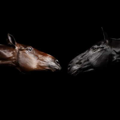 "Kiss" fine art photography by Ramon Casares | Horse polo art gallery | Print of horses for sale 