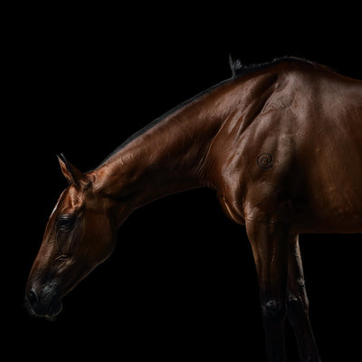 "La One N2" fine art equine photography by Ramon Casares | Horse polo art gallery | Print of horse for sale