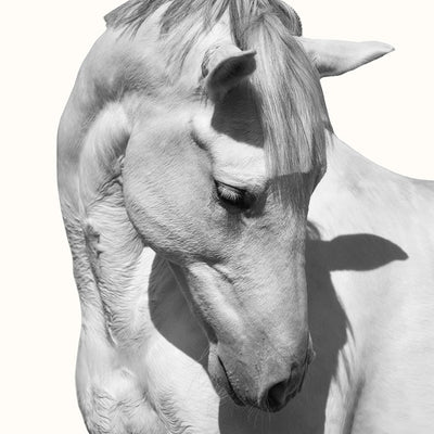 "Lusitano’s head" fine art photography by Irina Kazaridi | Horse polo art gallery | White horse head print for sale
