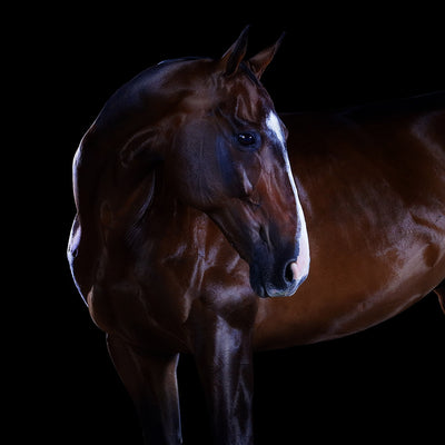 "Malacara" fine art equine photography by Ramon Casares | Horse polo art gallery | Print of horse for sale
