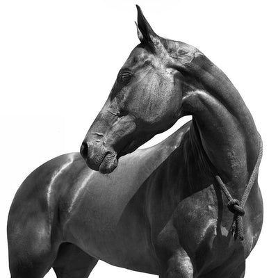 "Oriental Malaquita" fine art photography by Irina Kazaridi | Horse polo art gallery | Luxury edition of horse prints 