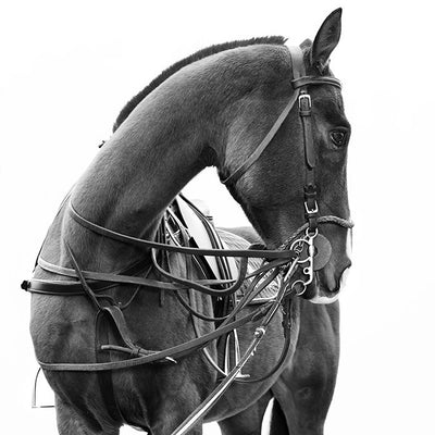 "Pilot" fine art photography by Irina Kazaridi | Horse polo art gallery | Original horse print for sale
