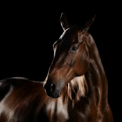 "Shine" fine art photography by Ramon Casares | Horse polo art gallery | Print of horses for sale 