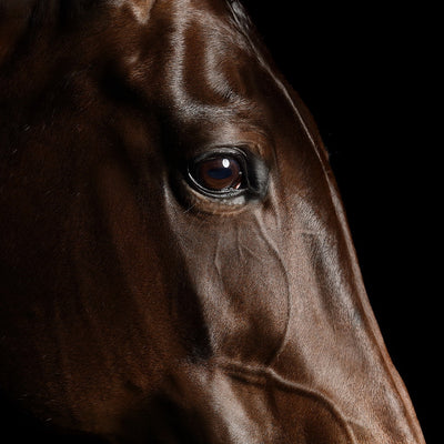 "Soul" fine art equine photography by Ramon Casares | Horse polo art gallery | Print of horse for sale