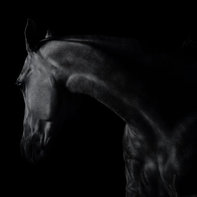 "Twilight" art equine photography by Ramon Casares | Horse polo art gallery | Print of horse for sale