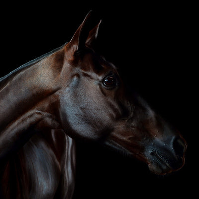 "Wise" fine art photography by Ramon Casares | Horse polo art gallery | Print of horses for sale
